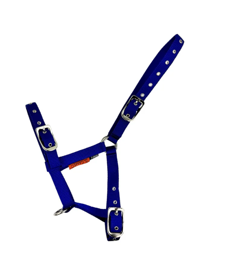 Cameo Foal Headcollar - Royal