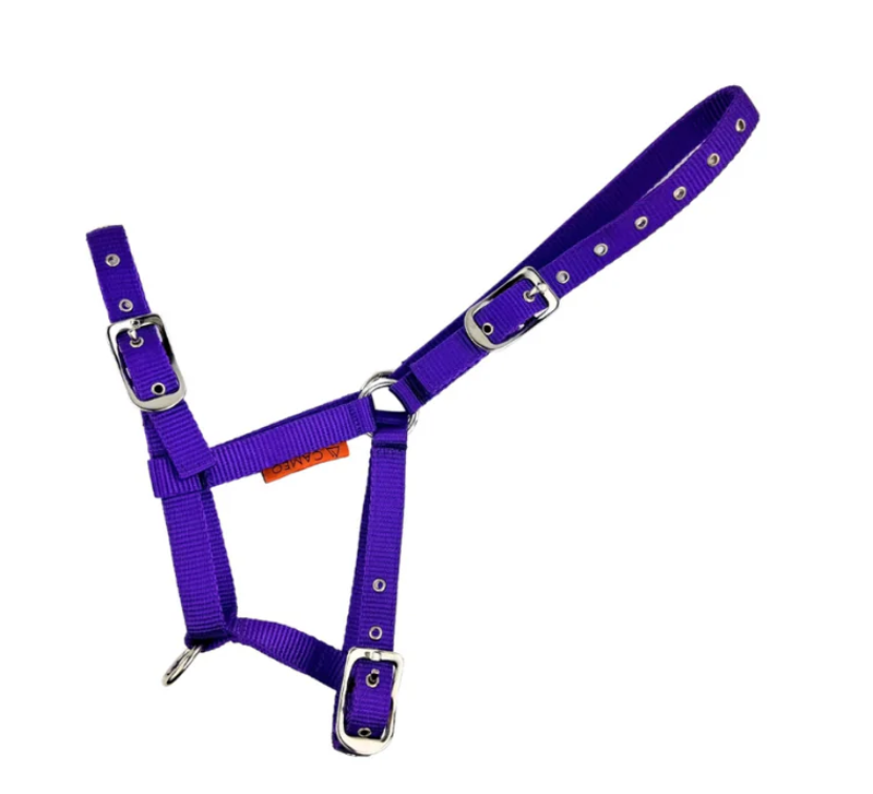 Cameo Foal Headcollar - Purple