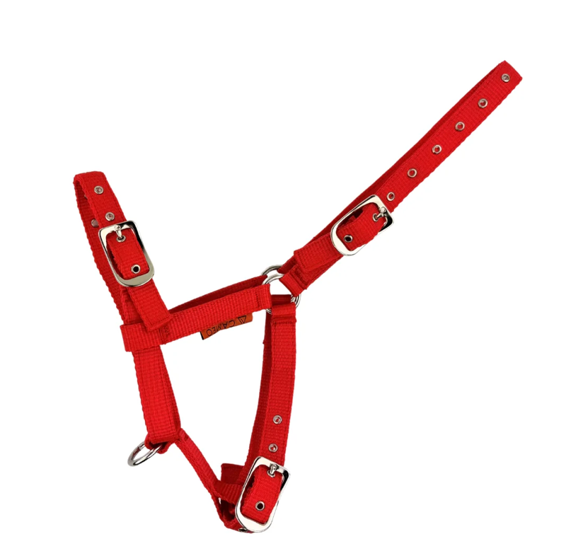 Cameo Foal Headcollar - Red