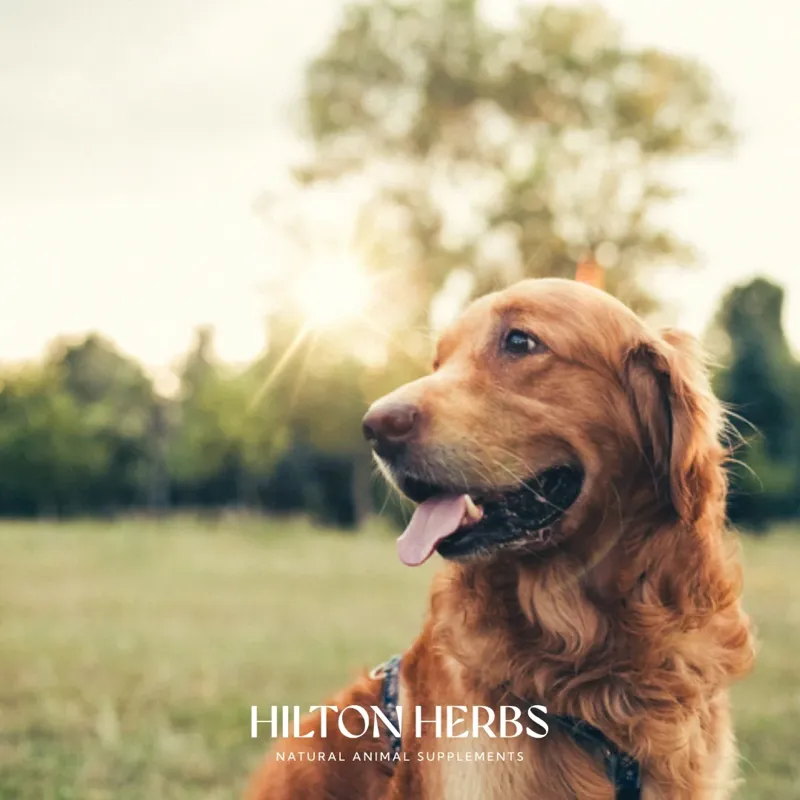 Hilton Herbs Canine Senior Dog 125g Tub-5