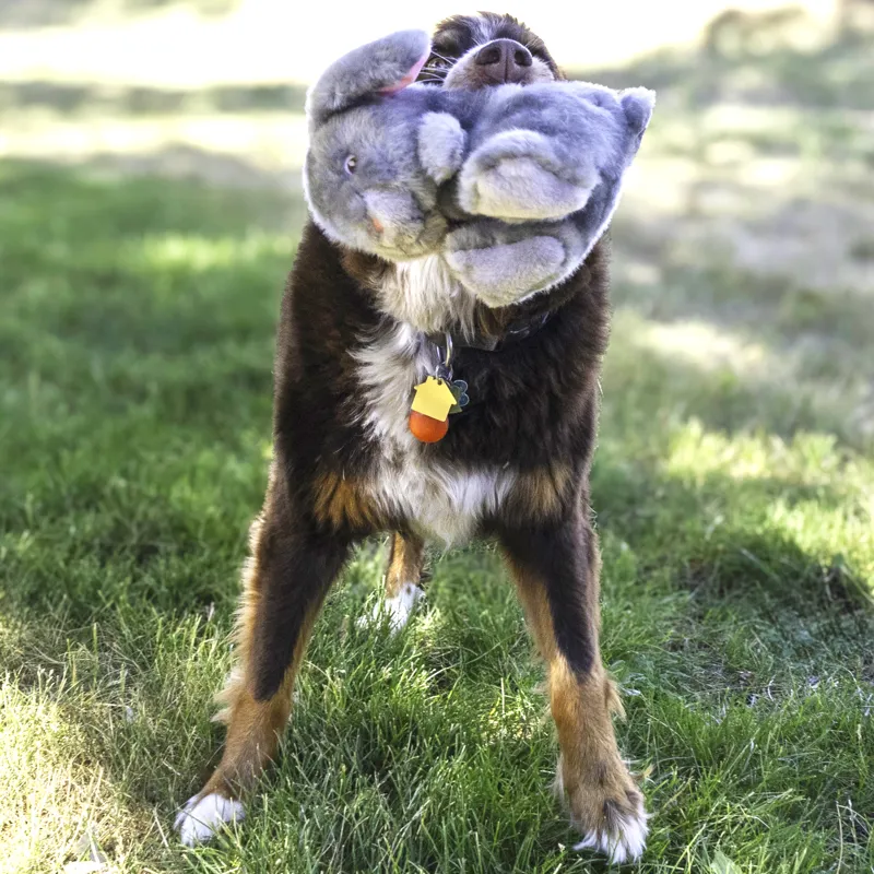 KONG Toughz - Bunny-2