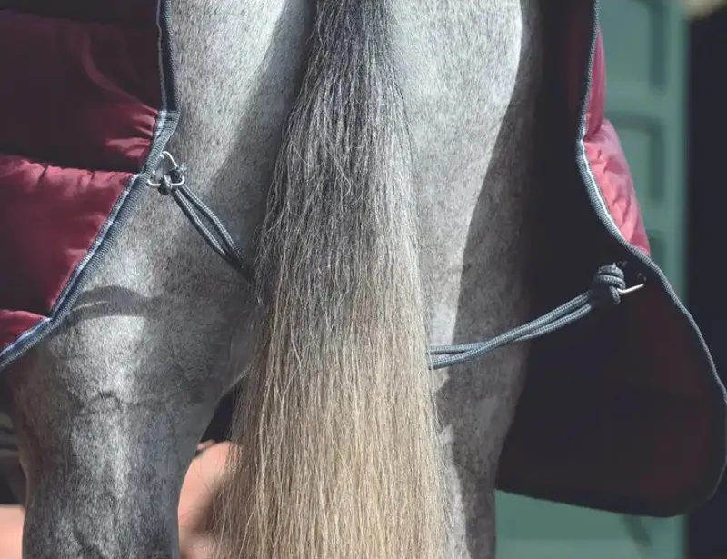 Weatherbeeta Comfitec 210D Channel Quilt Combo Neck 250g Rug - Maroon-4