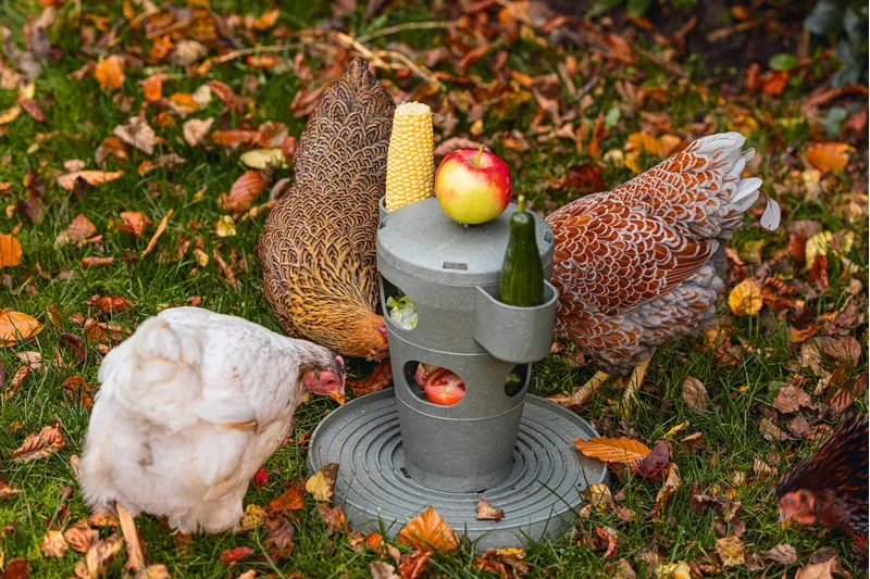Gaun Snak/Feed Tower For Chickens - 100% Recycled Plastic -8
