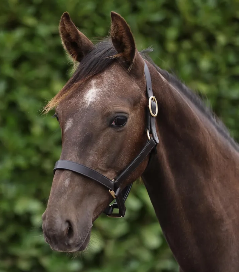 Premier Equine Yearling Headcollar 1 inch - Dark Havana-5