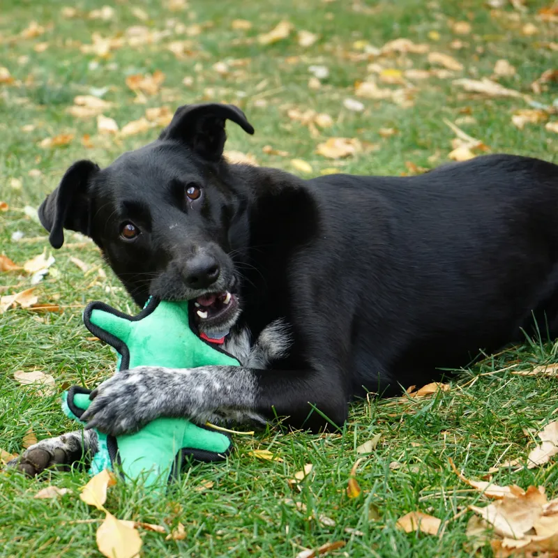 KONG Medium/Large Dog Toy - Ballistic Alligator-3