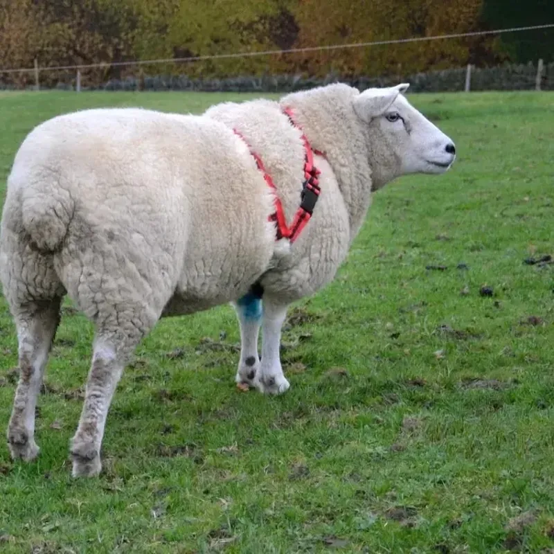 Agrimark Deluxe Anti-Chaffe Ram Harness - Red with Black Stripe-3