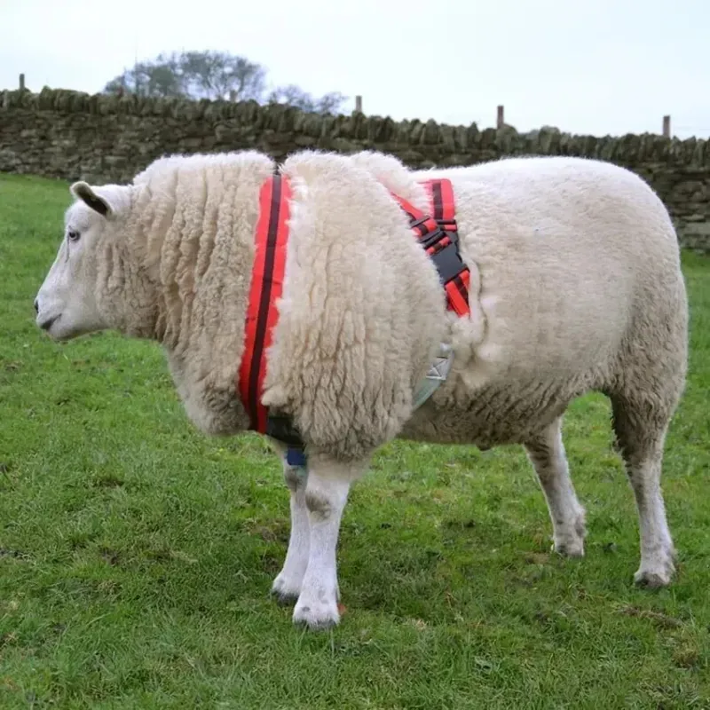 Agrimark Deluxe Anti-Chaffe Ram Harness - Red with Black Stripe-2