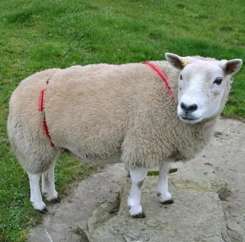 Agrimark Prolapse Harness - Red with Black Stripe-5