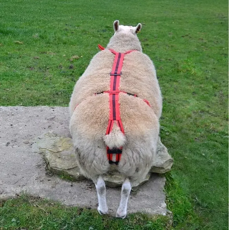 Agrimark Prolapse Harness - Red with Black Stripe-2