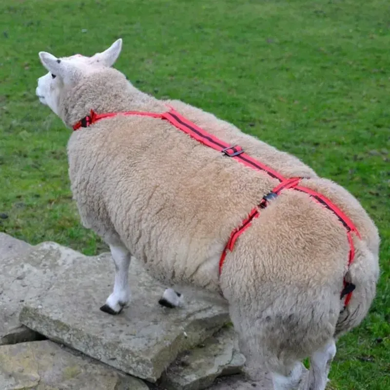 Agrimark Prolapse Harness - Red with Black Stripe-4