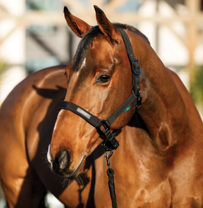 Horseware Amigo Headcollar and Leadrope Set - Black