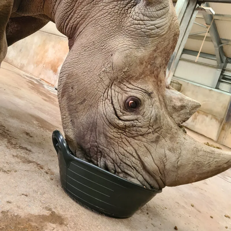 Red Gorilla Plas Small Feed Skip 11L - Black-1