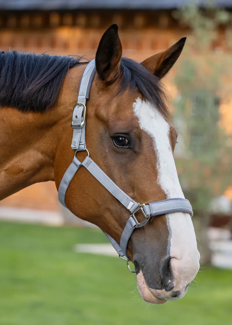 Woof Wear Contour Head Collar - Brushed Steel-1