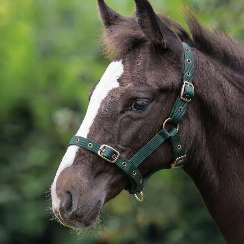 Cameo Foal Headcollar - Evergreen-2