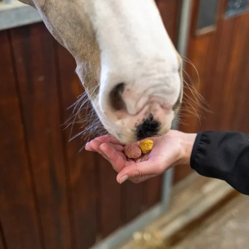 Equilibrium Crunchits Fruit Fusion Horse Treats - 750g-1