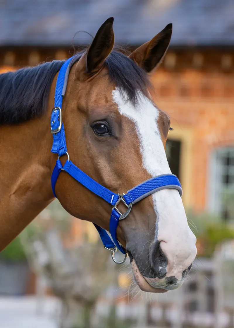 Woof Wear Contour Head Collar - Electric Blue-1