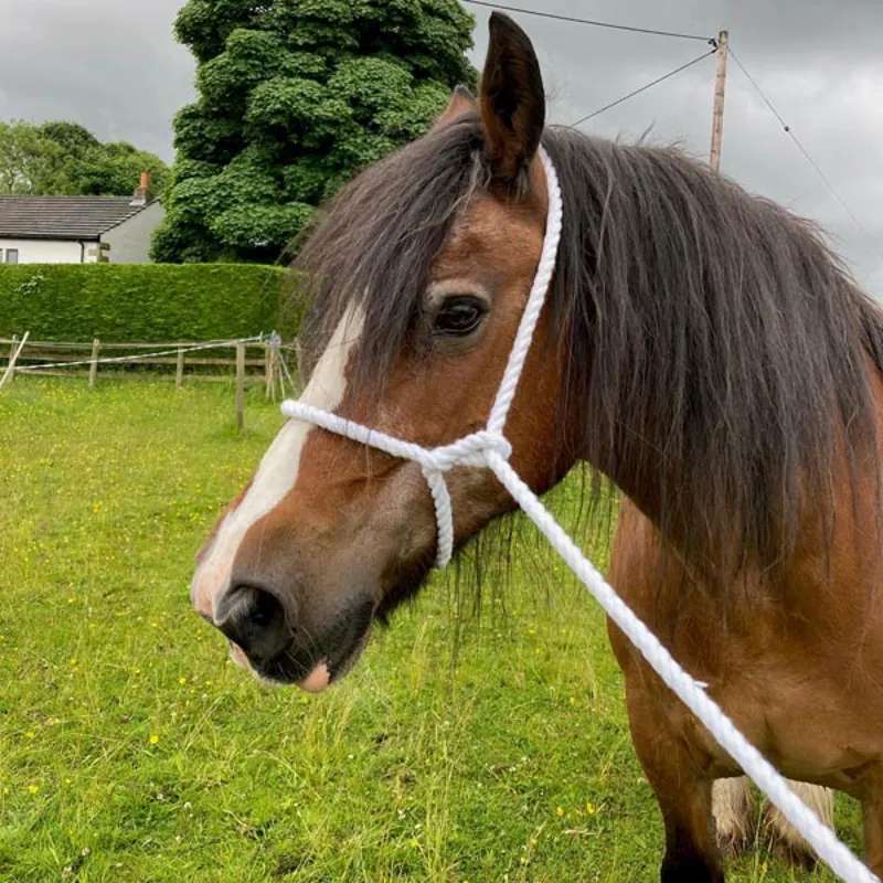 Elico Rope Halter - White-1