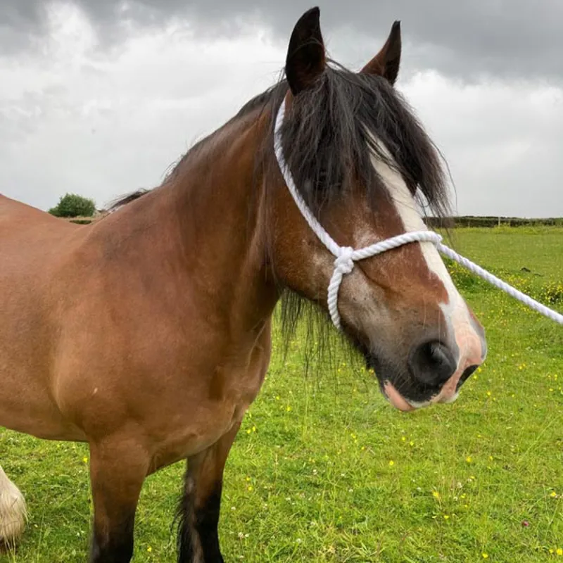 Elico Rope Halter - White-2