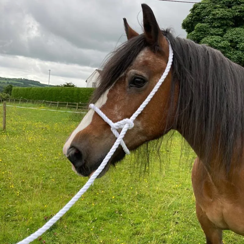 Elico Rope Halter - White-3