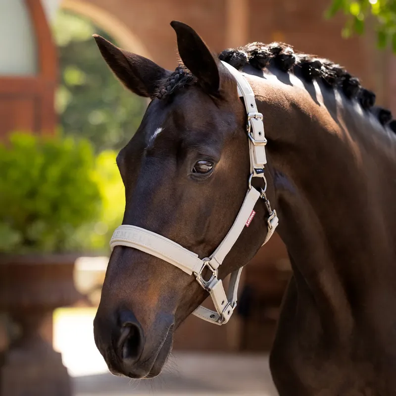LeMieux Essence Headcollar - Stone-1