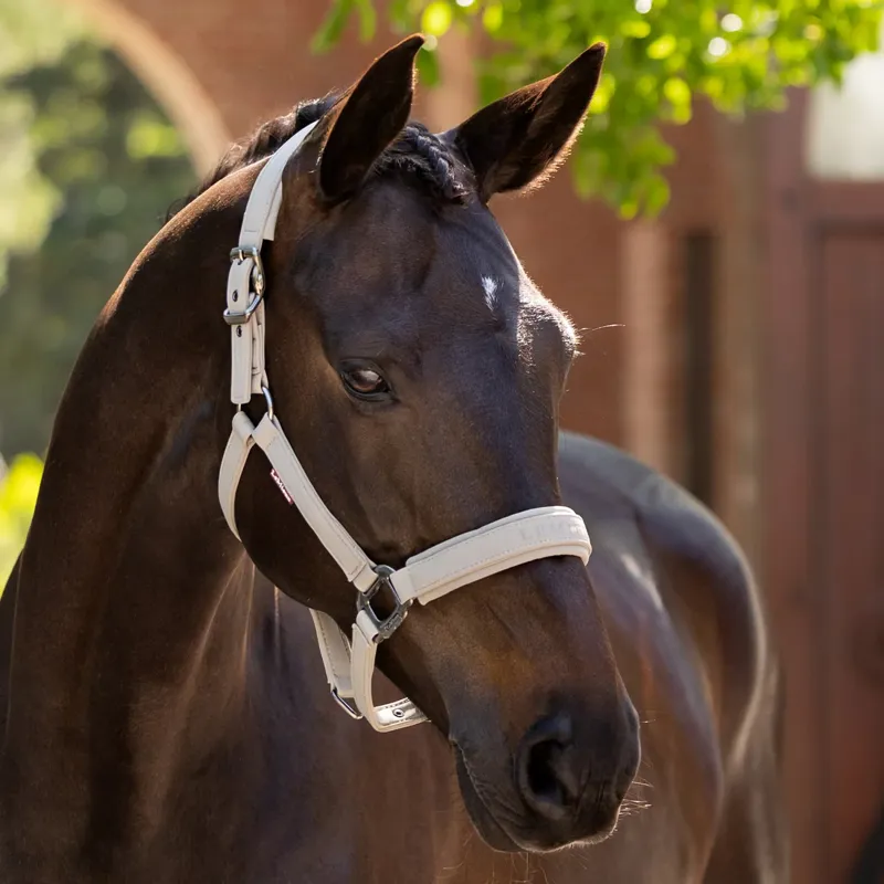 LeMieux Essence Headcollar - Stone-2