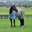 WeatherBeeta ComFiTec Classic 50g Standard Neck Turnout Rug - Grey/Bright Blue