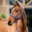 Horseware Amigo Headcollar and Leadrope Set - Winterberry