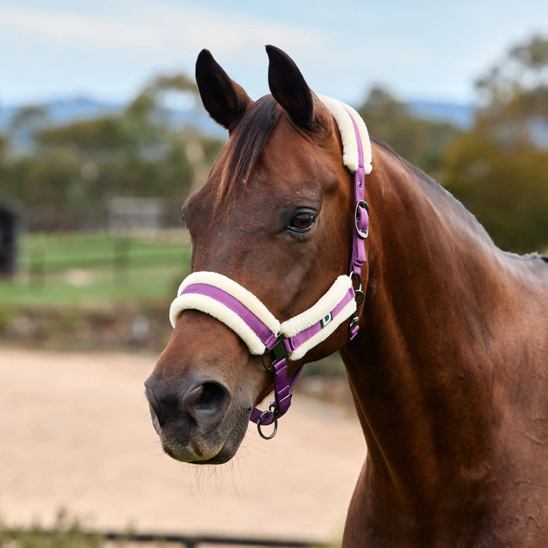 Dublin Soft Fit Headcollar - Dark Purple