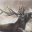 Caroline Cook Equestrian Card - The Roaring Stag