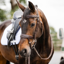 Cameo ComfortPro Anatomic Bridle with Rubber Grip Reins - Chestnut