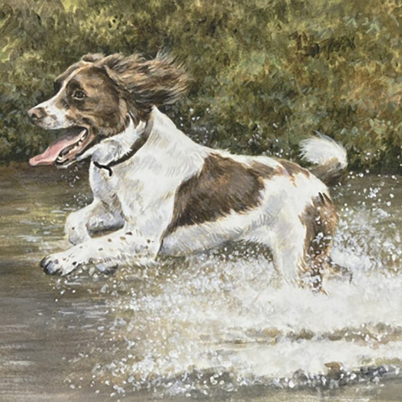 Caroline Cook Equestrian Card - Making A Splash