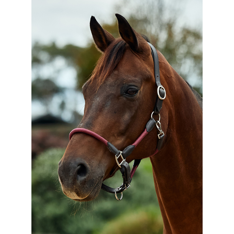 Dublin Leather Rope Headcollar - Burgundy/Brown