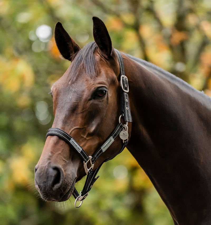 Horseware FieldSafe Headcollar - Black/Reflective