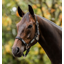 Horseware FieldSafe Headcollar - Black/Reflective