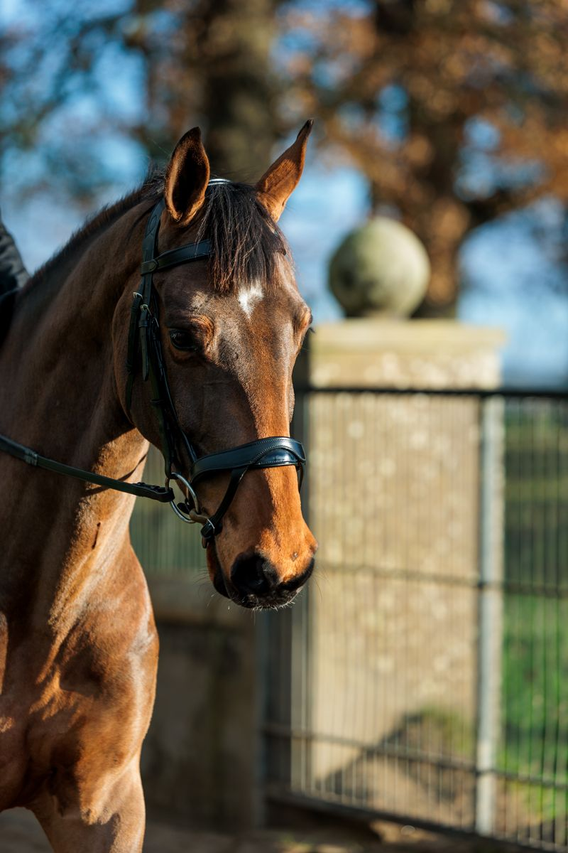 Cameo ComfortPro Anatomic Bridle with Rubber Grip Reins - Black-2