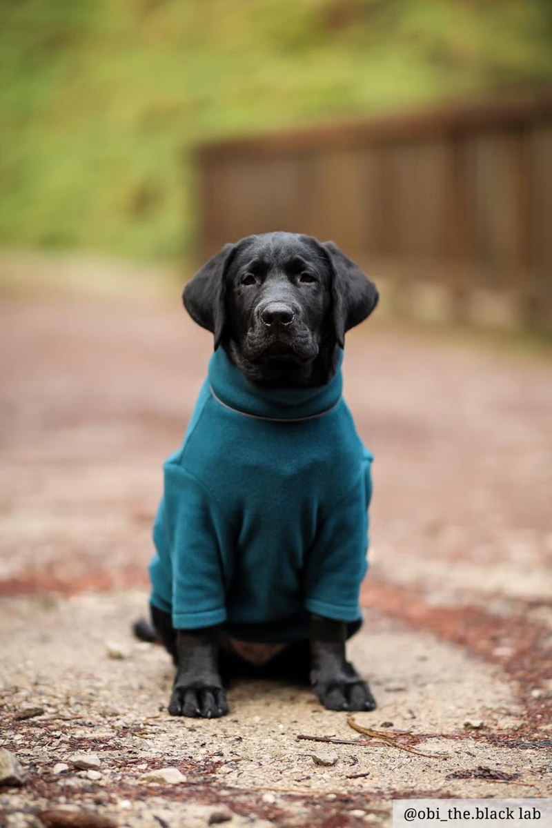 Rydale Yapham Fleece Dog Jumper - Teal