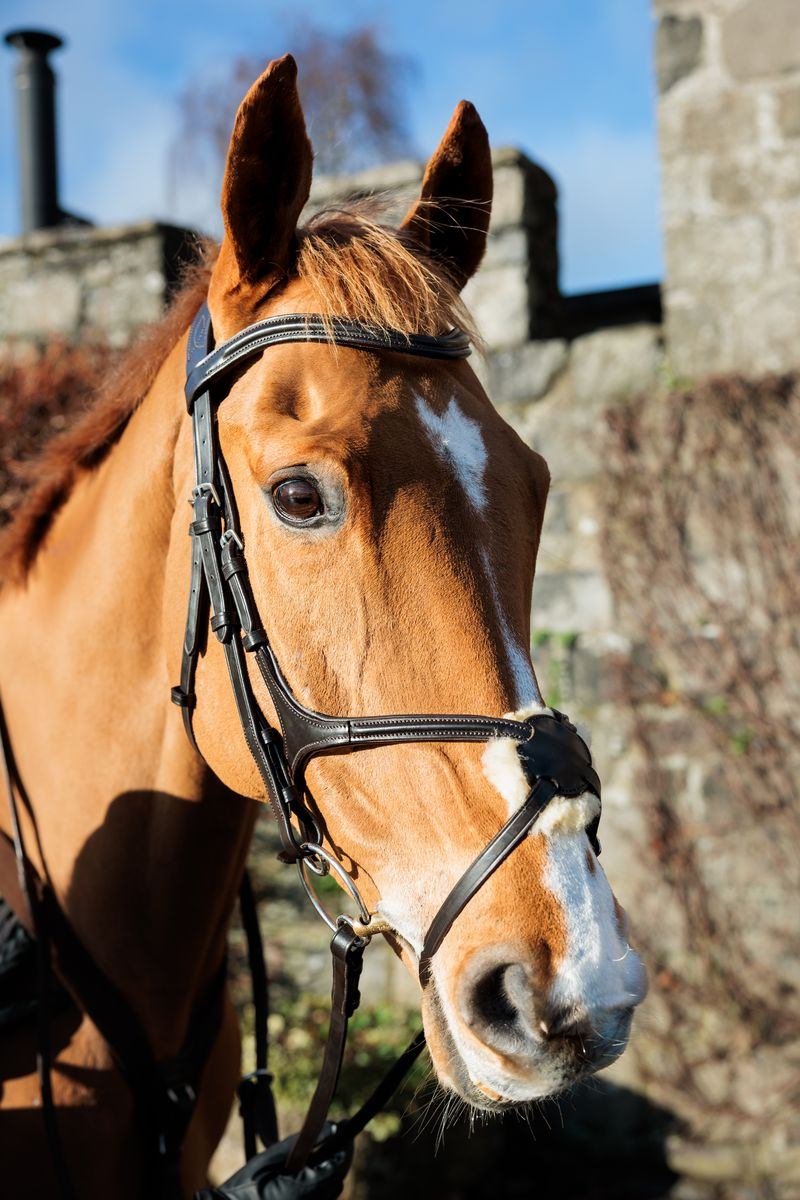 Cameo ComfortPro Grackle Bridle with Rubber Grip Reins - Black-2