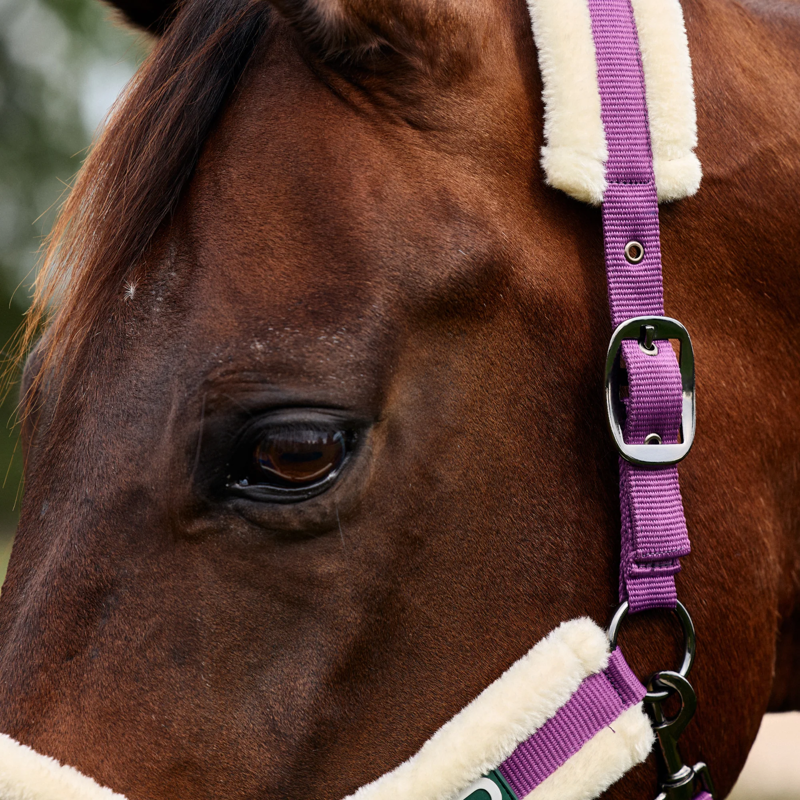 Dublin Soft Fit Headcollar - Dark Purple-1