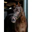 LeMieux Arika Dressage Bridle - Black/Silver