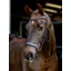 LeMieux Arika Drop Bridle - Brown/Silver