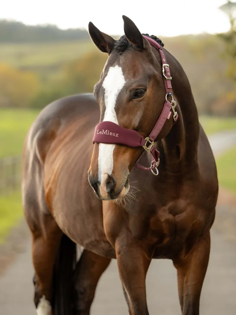 LeMieux Breakaway Vogue Headcollar and Leadrope - Bramble-1