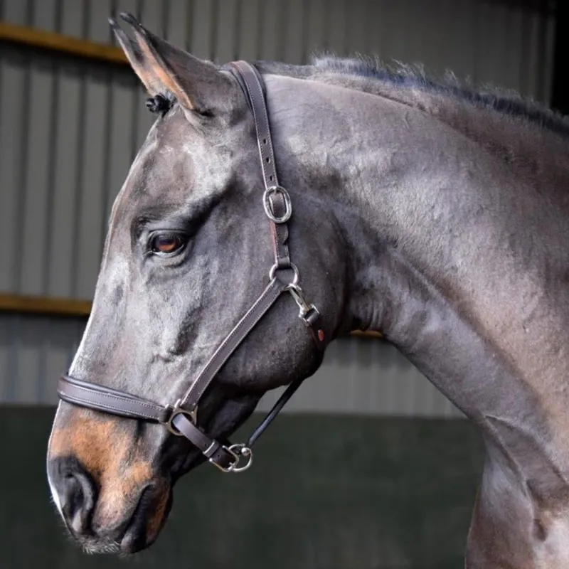 John Whitaker Ready To Ride Leather Headcollar - Black