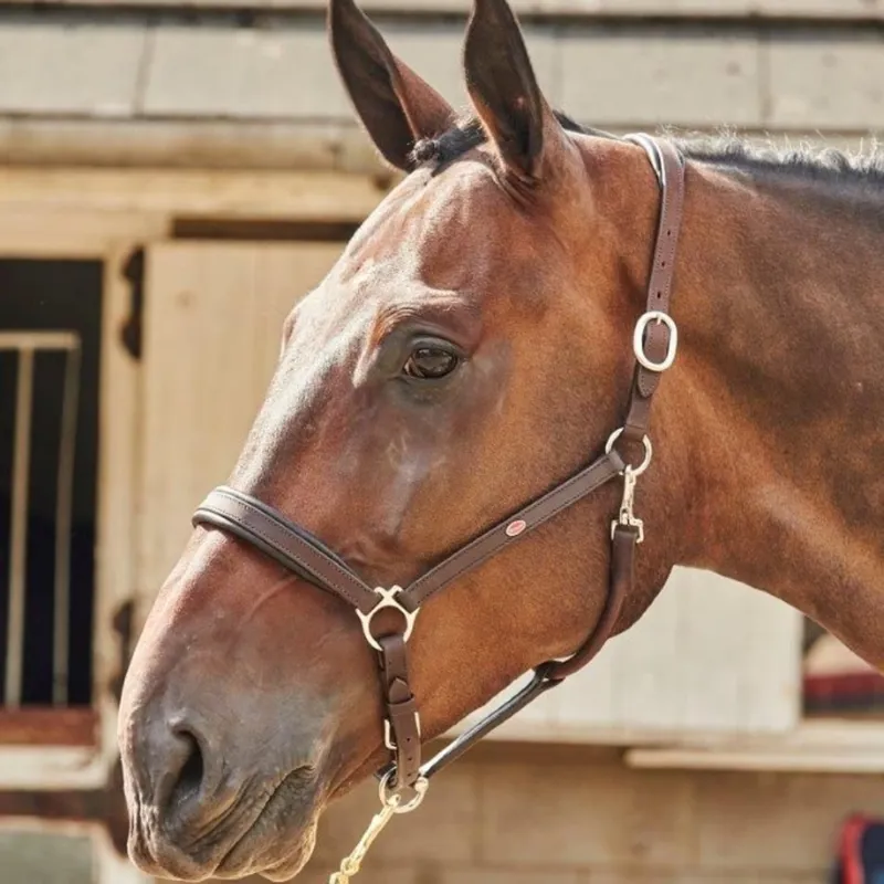 John Whitaker Ready To Ride Leather Headcollar - Havana