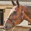John Whitaker Ready To Ride Leather Headcollar - Havana