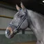 John Whitaker Ready To Ride Snaffle Bridle - Black