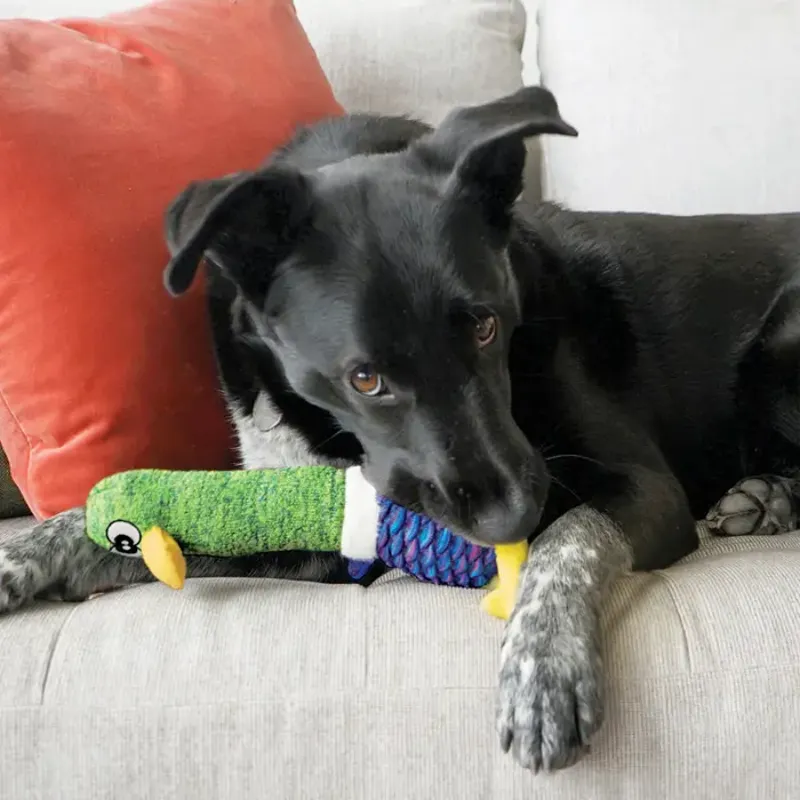 KONG Shakers Cuckoos Assorted Characters -3