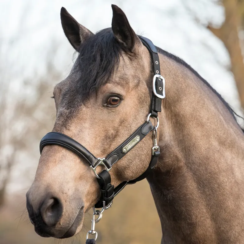 LeMieux Capella Headcollar - Black-1