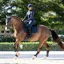 LeMieux Essence Dressage Square Saddlecloth - Navy
