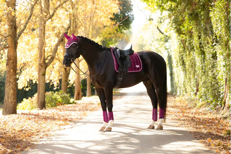 LeMieux Loire Classic Dressage Square - Blackberry-4