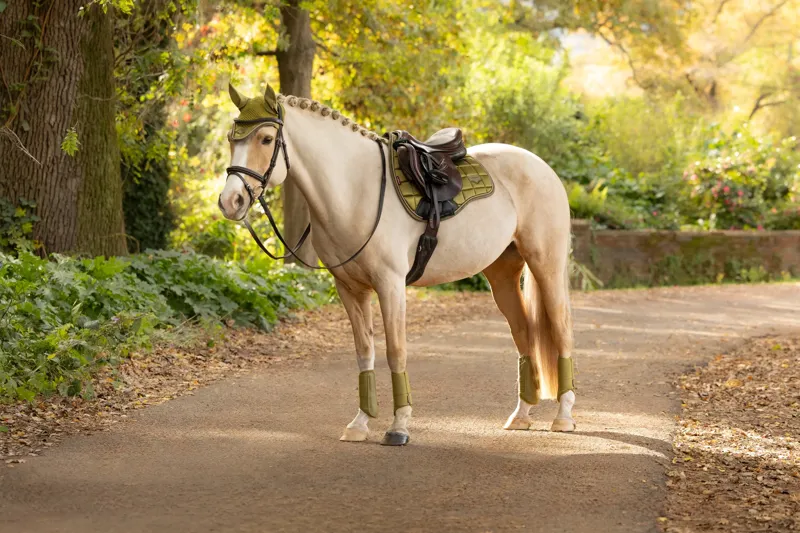 LeMieux Loire Classic GP Square - Gooseberry-4